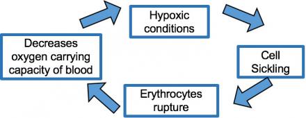 Illustration shows how hypoxic conditions feed into cell sickling that feed into erythrocyte rupture that feeds into a decrease of the oxygen carrying capacity of blood before the cycle starts again.
