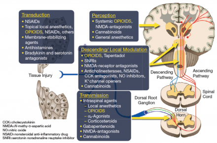 Schematic of multimodal analgesia and the actions of classes of analgesics on peripheral and central pathways