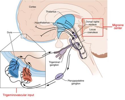 Illustration of trigeminal nerves