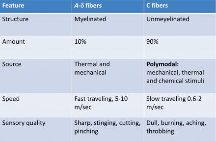 C-fiber characteristics