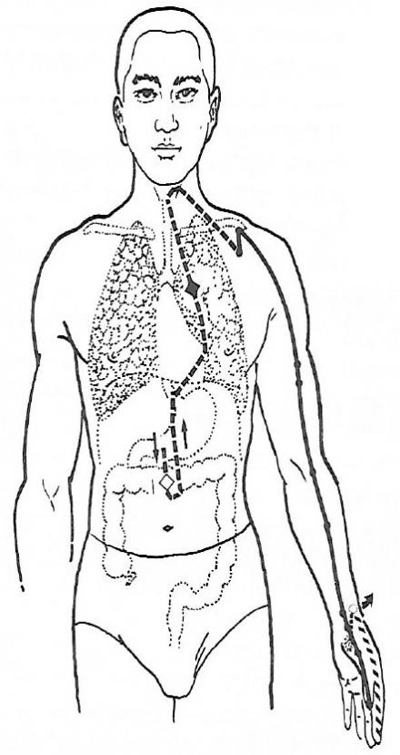 Outline of human body from head to thighs, showing outlines of lungs and intestines within the body.