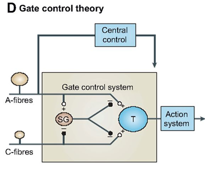 gate control theory of pain diagram