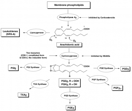 Diagram of anti-inflammatory drugs