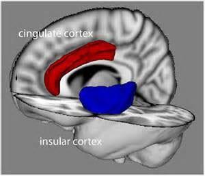 Cingulate and insular cortex