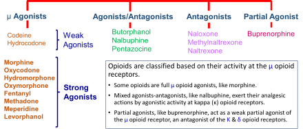 Classification of opioids