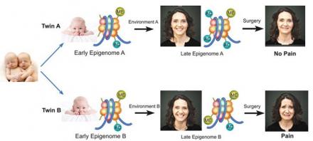Epigenome chart