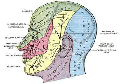 Face and scalp innervation