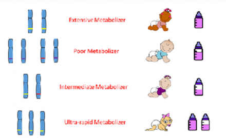 Metabolizers