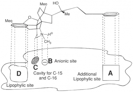 Morphine binding at the receptor site