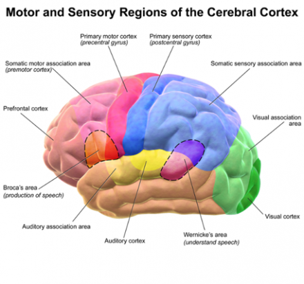 Motor and sensory regions of the cerebral cortext