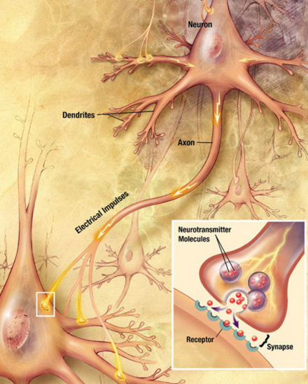 Neurotransmitter diagram within neuron
