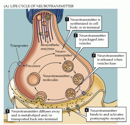 Lifecycle of neurotransmitter