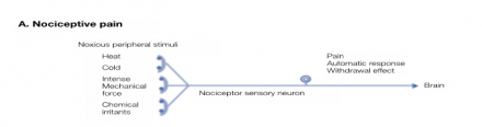 Noxious peripheral stimuli