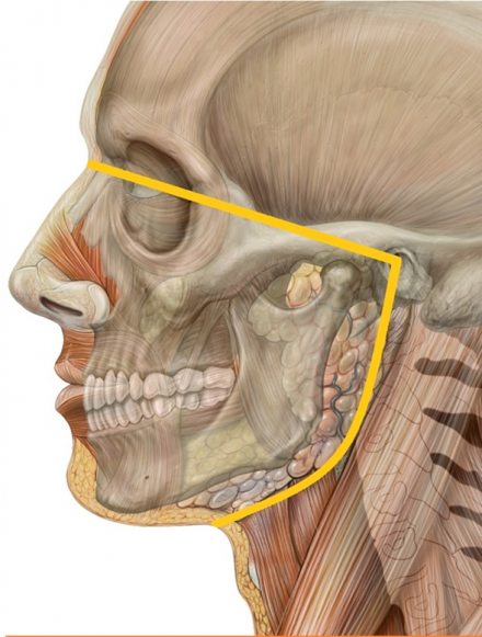 Defined area of oral and facial pain