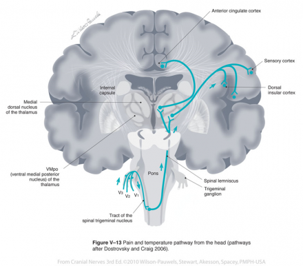 Pain and temperature brain pathways