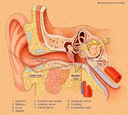 Diagram of ear