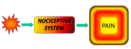 Nociceptive processing: extreme pain