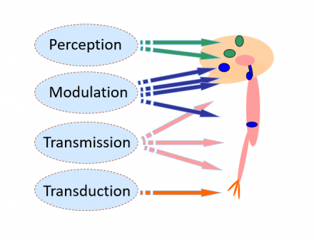 Pain perception, modulation, transmission, transduction