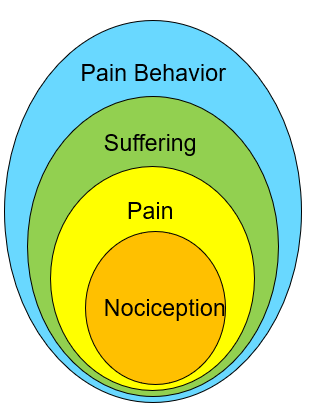 Pain specific biopsychosocial model