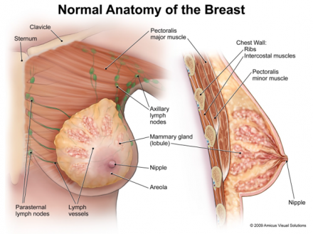 Illustration of a breast with normal anatomy