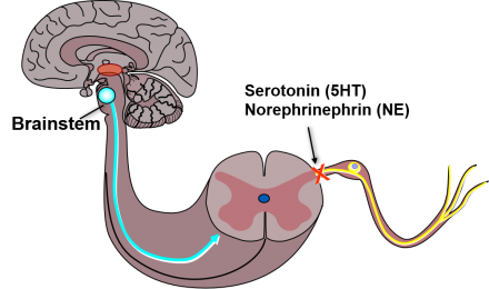 A representation of the brain and dorsal horn of the spine cord on which are highlighted descending fibers traveling back down the spinal cord and modulating the pain response.
