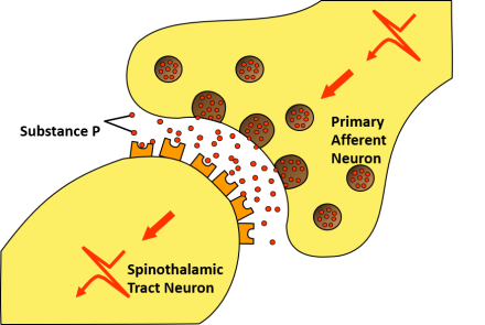 A representation of the pain impulse being transmitted through exocytosis mediated pathways to the efferent spinothalamic track neuron in the dorsal horn of the spinal cord.