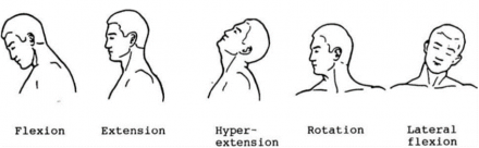 Series of illustrations showing range of motion of the neck.