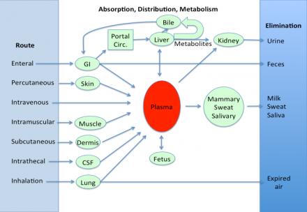 Diagram shows the absorption, distribution and metabolism of drugs