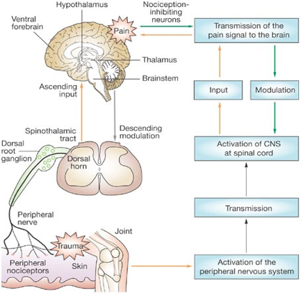 Image shows descending modulation of pain perception through the spinothalamic tract.