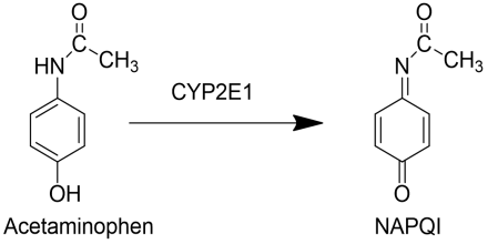 Diagram shows the metabolism of acetaminophen to a toxic metabolite