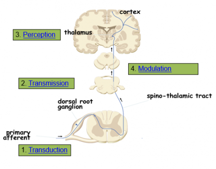 Image shows the spinothalamic tract and the pathway pain travels to and from the brain.