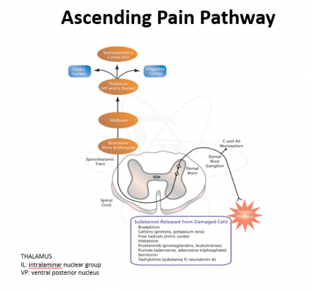 Diagram of ascending pain pathway.