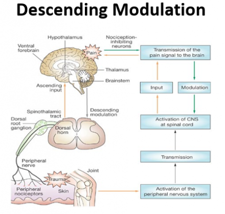 Diagram of descending modulation.