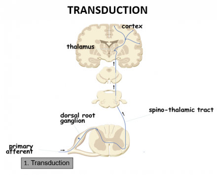 Diagram showing transduction.