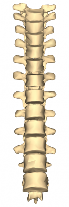 Illustration of a spine